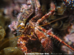 helmet crab at lobster bay 4m depth, size 5cm by Sheung Yue Alan Wan 